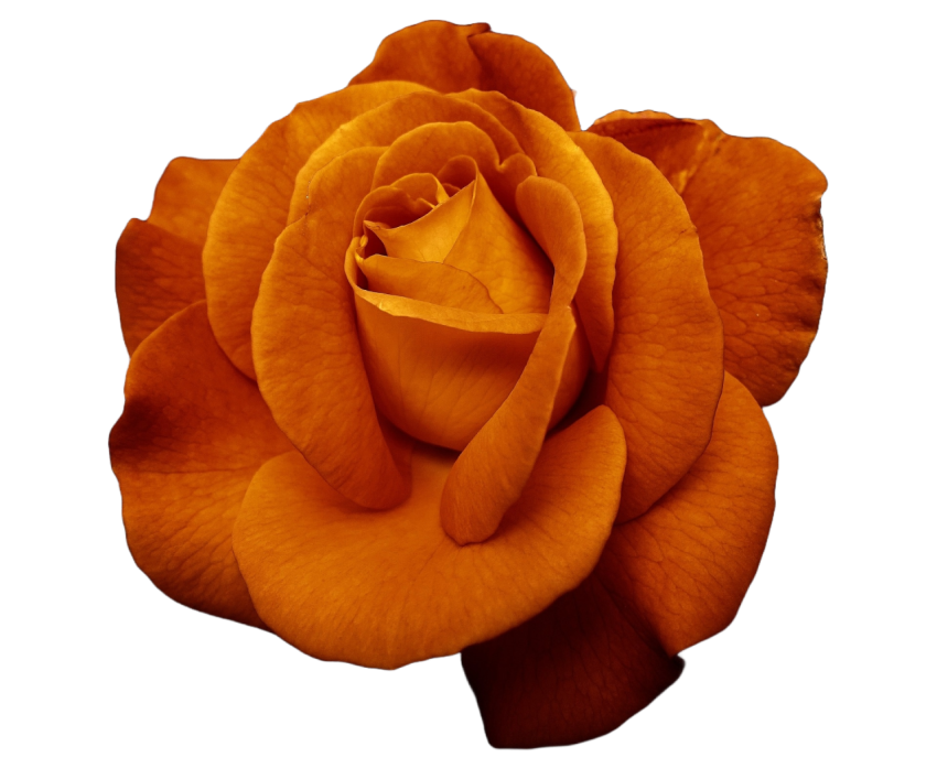 Yellow Rose png
