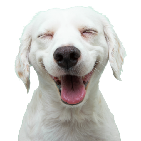 Transparent dog png