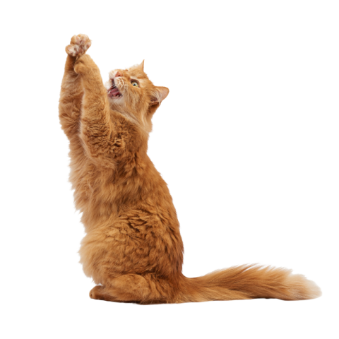Cat png image download
