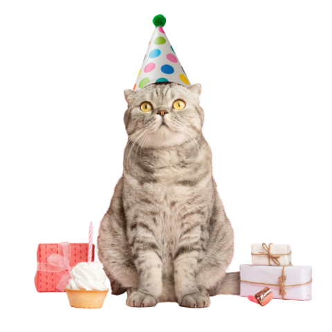 Birthday cat png transparent