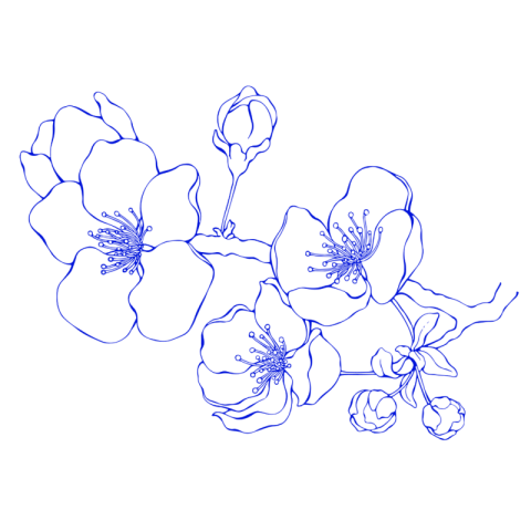Flower png outline