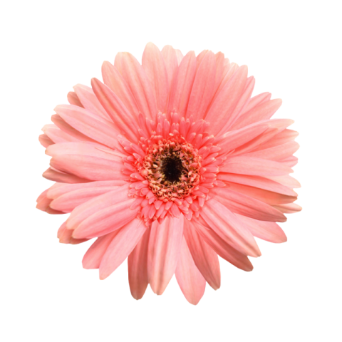 Flower png hd