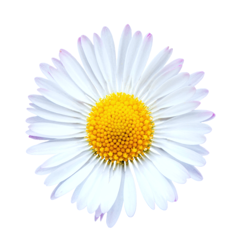 White flower png