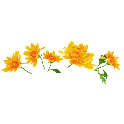 Yellow flower png hd