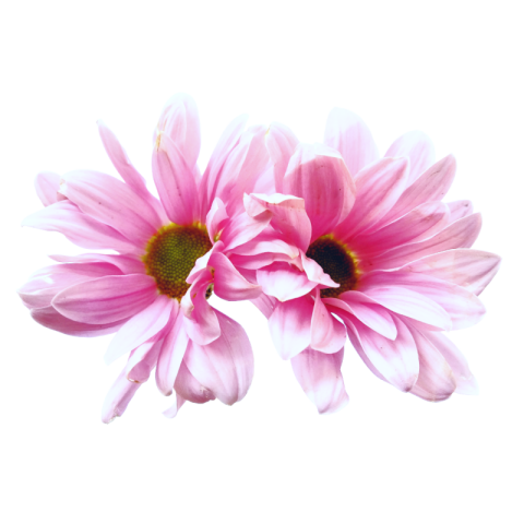 Transparent flower png