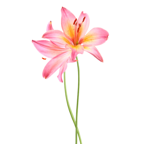 Flower png transparent