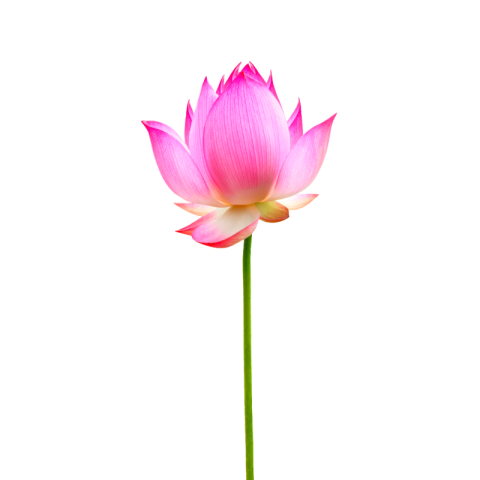 Flower png images