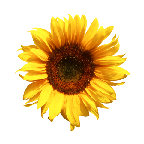 Sunflower png hd images