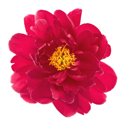 Flower png Red