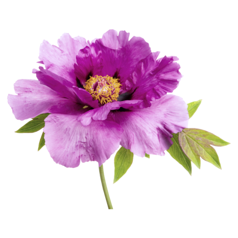 Flower png free