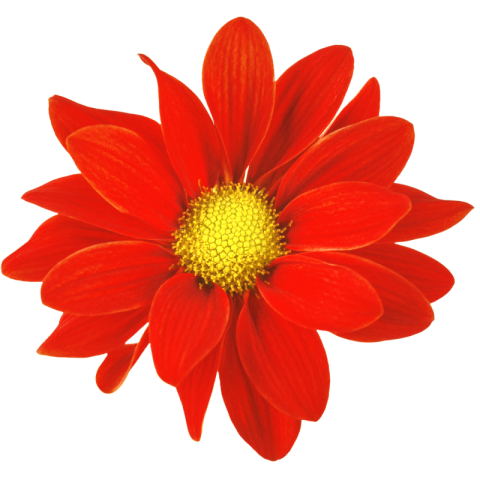 Red flower png