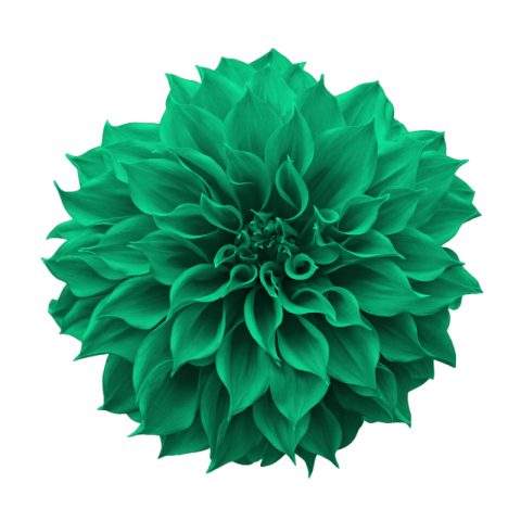 Free flower png