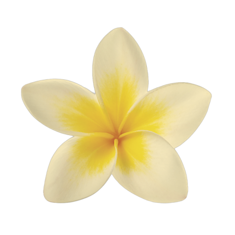 White flower png images