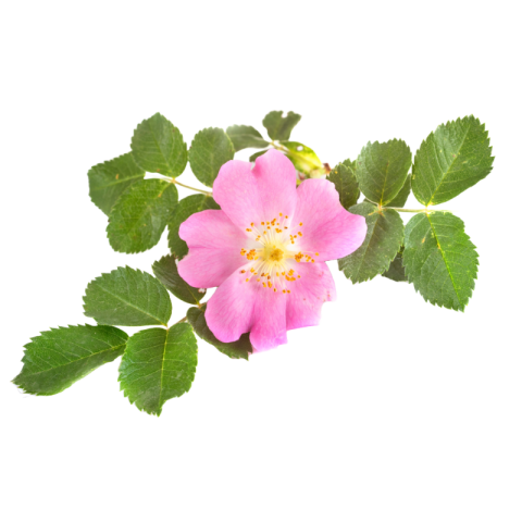 Pink flower png hd