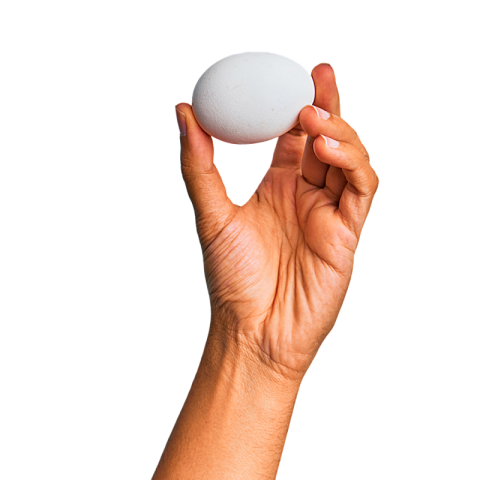 Egg image png transparent