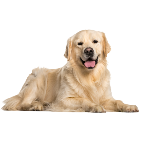 Dog png transparent