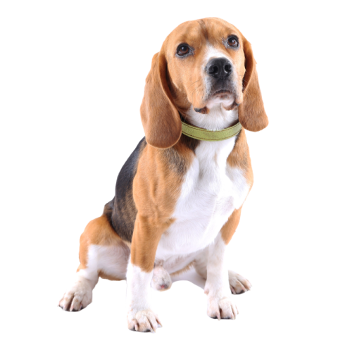 Transparent dog png