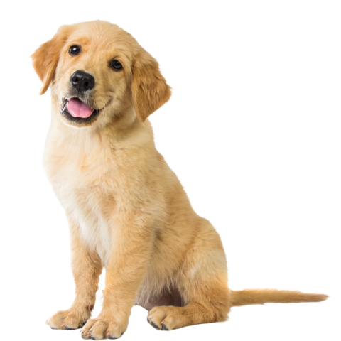 Dog png clipart