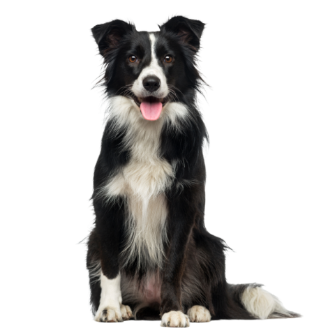 Dog png