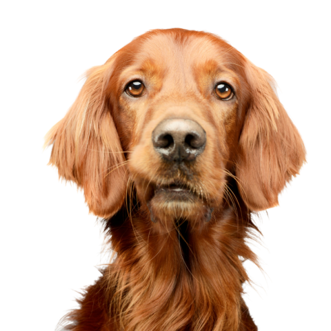 Dog png image download