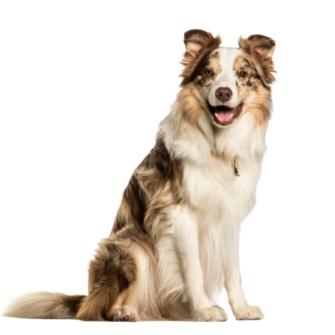 Dog png image hd