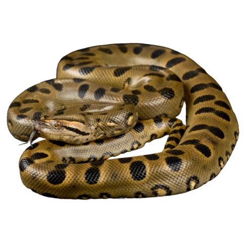 Transparent snake png