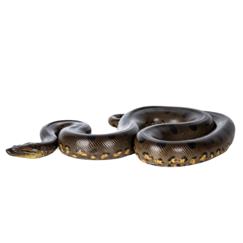 Snake png hd