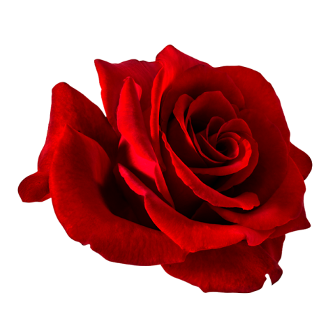 Rose png transparent