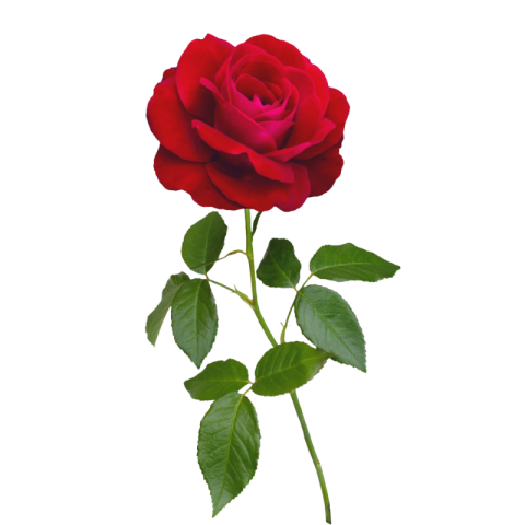 Rose png images