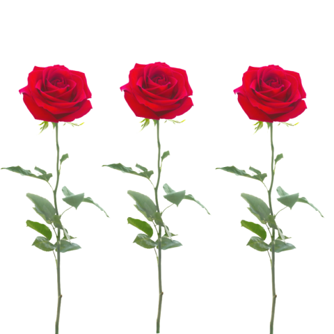 Rose png images free Download