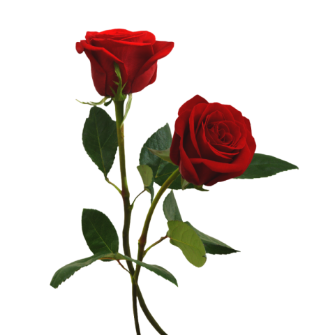 Rose png images hd