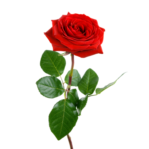 Red rose images hd