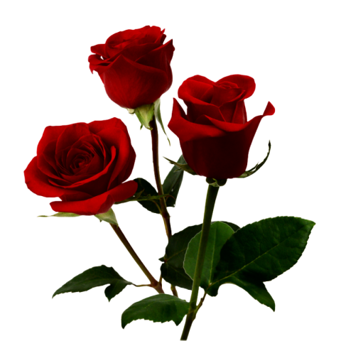 Red rose pic png