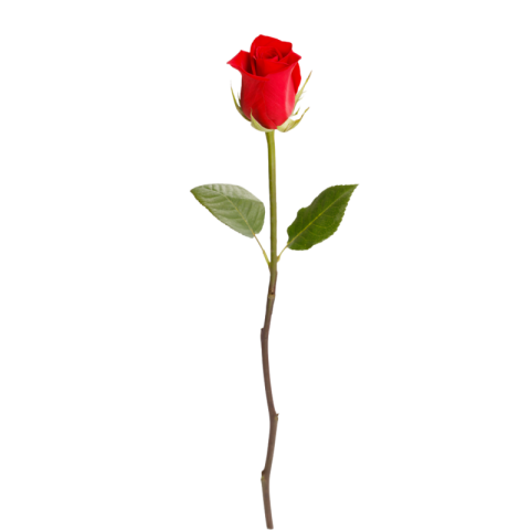 Red rose png hd