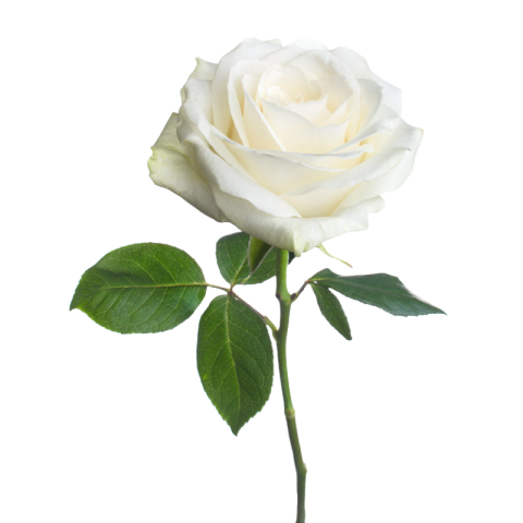 White rose png image