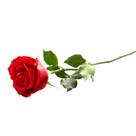 Red rose images hd png