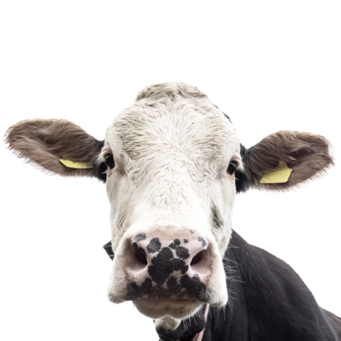 Transparent cow png