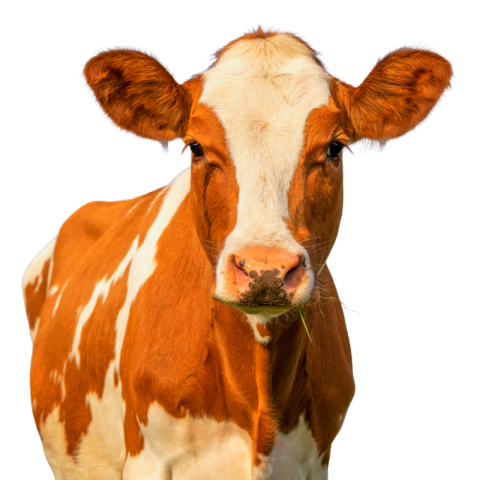 Cow png clipart