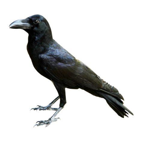 Crow png transparent