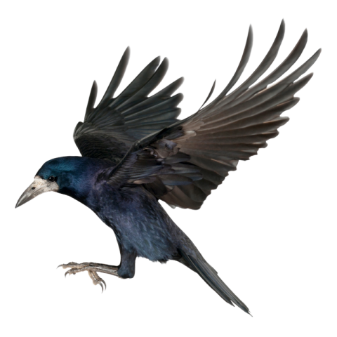 Black crow png