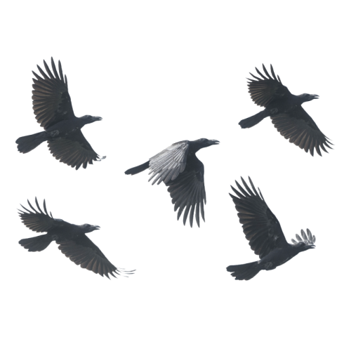 Flying crow png