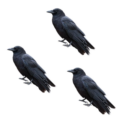 Crow png image