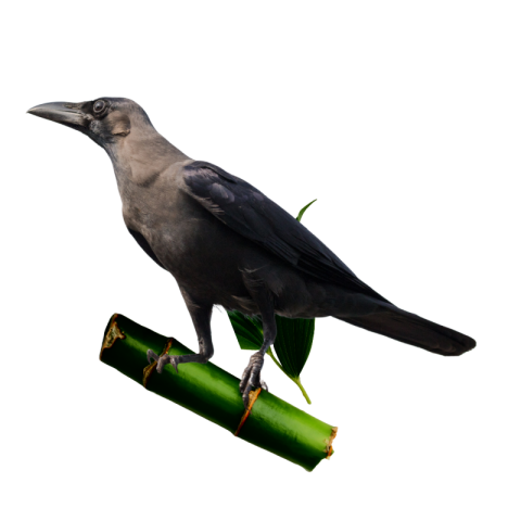 Crow png photo