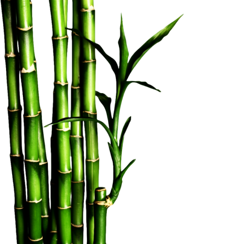 Bamboo png