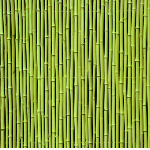 Transparent bamboo png