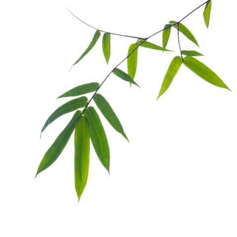 Bamboo leaf