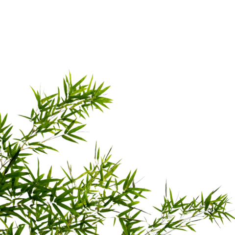 Bamboo leaf png