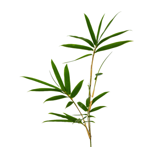 Bamboo leaf png transparent