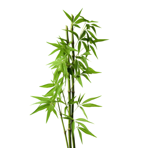 Bamboo png images