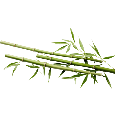 Real bamboo png